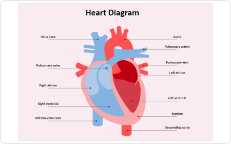 Herz Zeichnung Biologie
