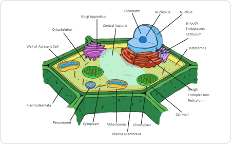 Diagramma della cellula vegetale
