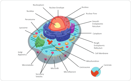 Diagramma della cellula animale