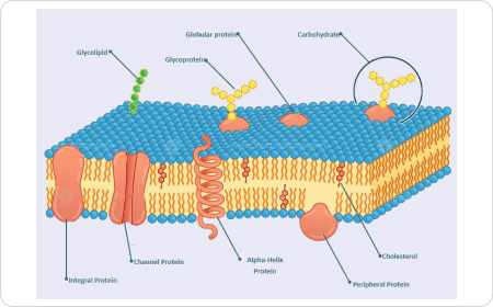 Diagramma della membrana cellulare