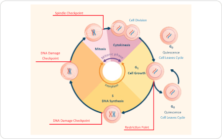 Diagramma del ciclo cellulare