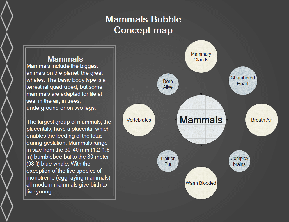 Bubble Concept Map