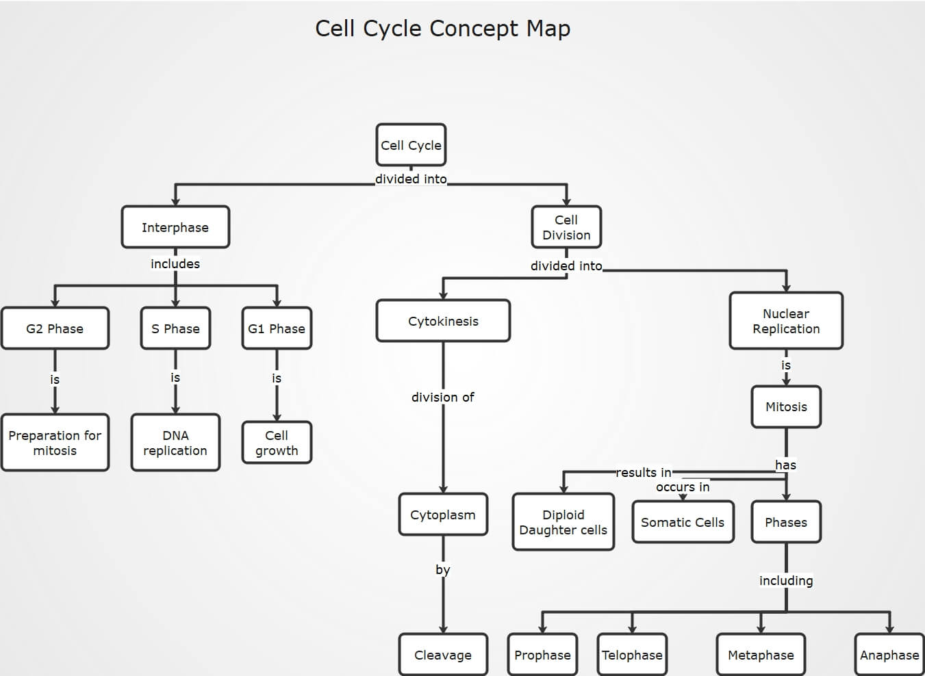 Zellzyklus Konzeptkarte