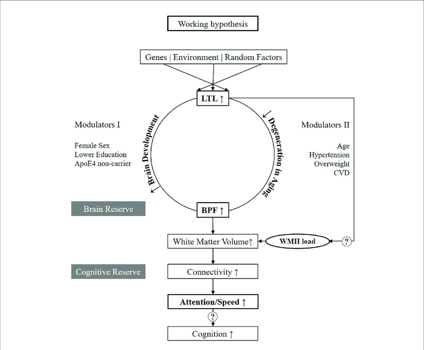 Working hypothesis