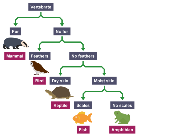 Arbre à Ramifications