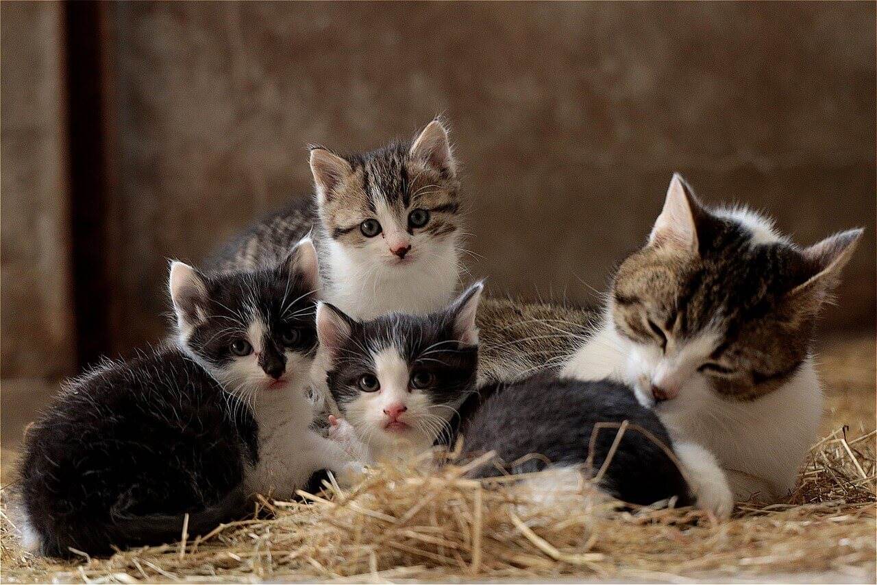 familia de gatos