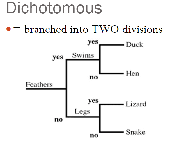 Dichotomous Key Examples Biology