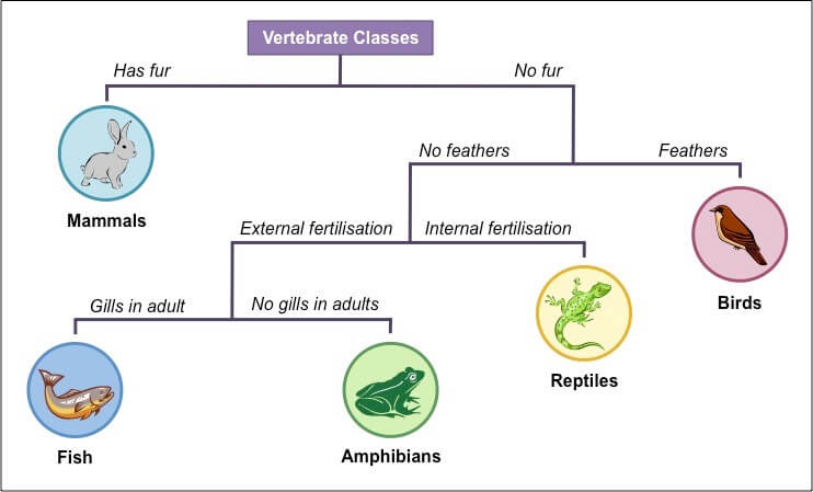 dichotomous key: vertebrate classes