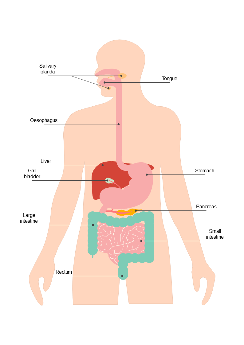 消化器系のラベル