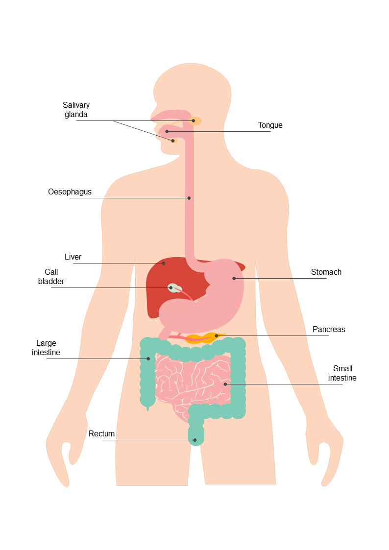 Digestive System Diagram Complete Guide EdrawMax Digestive System Diagram Complete Guide EdrawMax