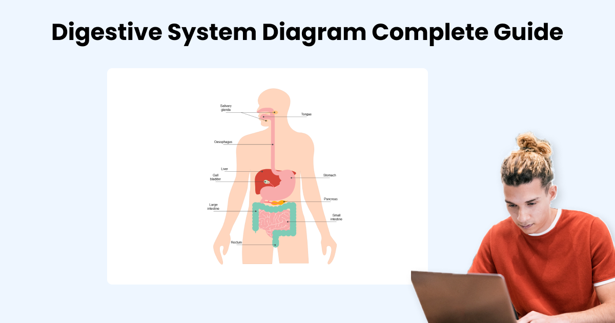 digestive system flow chart for kids