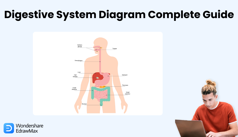 Blank Human Body Diagram, EdrawMax