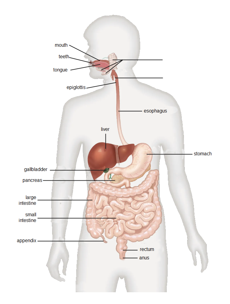 Digestive System Diagram Page Medicalanatomydigestivedigestive