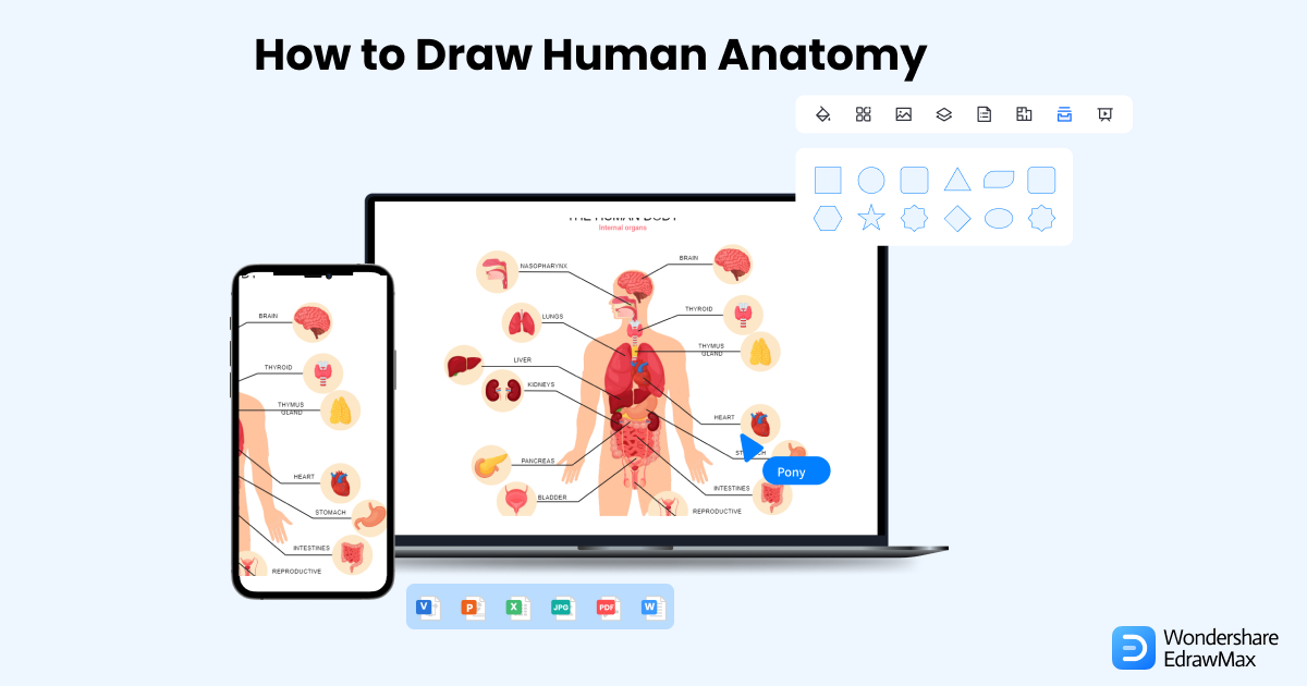 How To Draw Anatomy