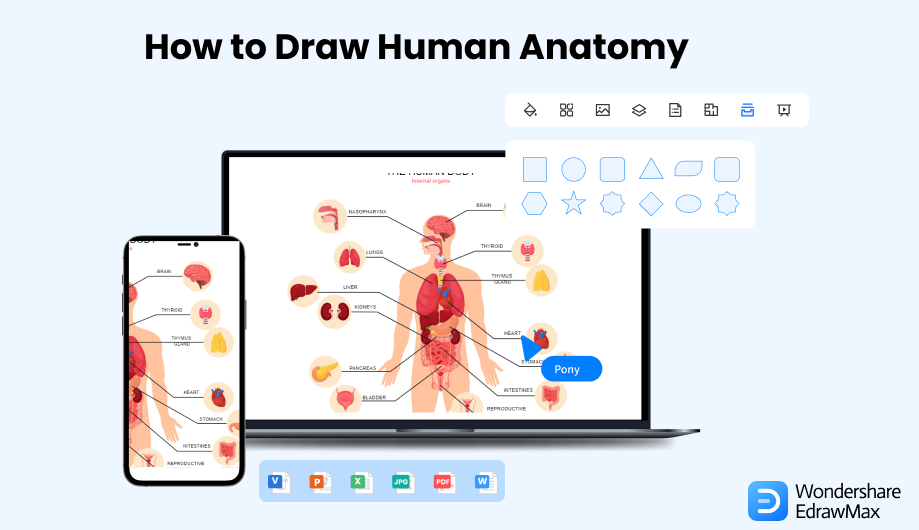 Blank Human Body Diagram, EdrawMax