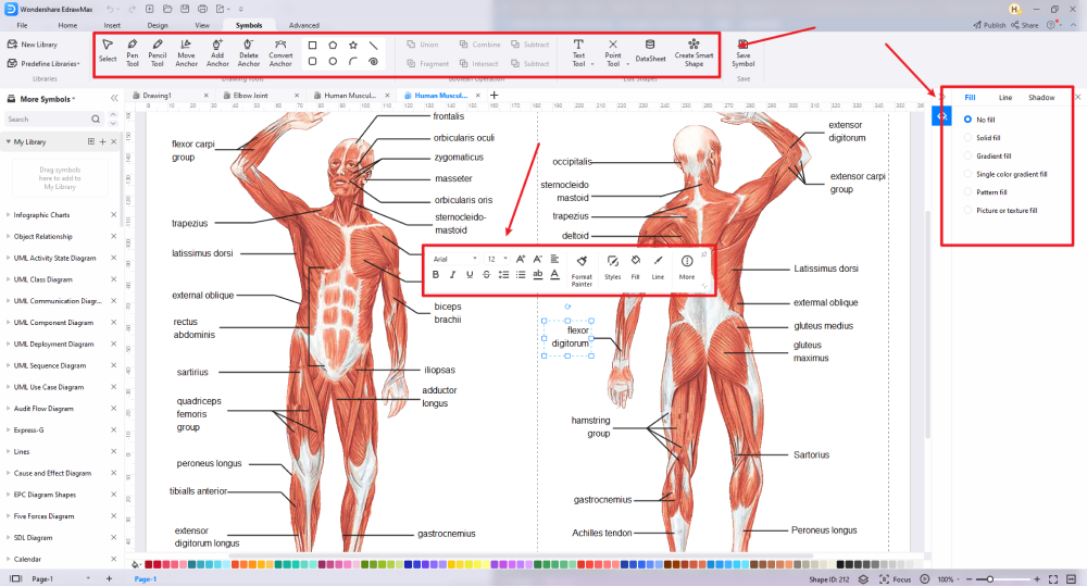 Blank Human Body Diagram, EdrawMax