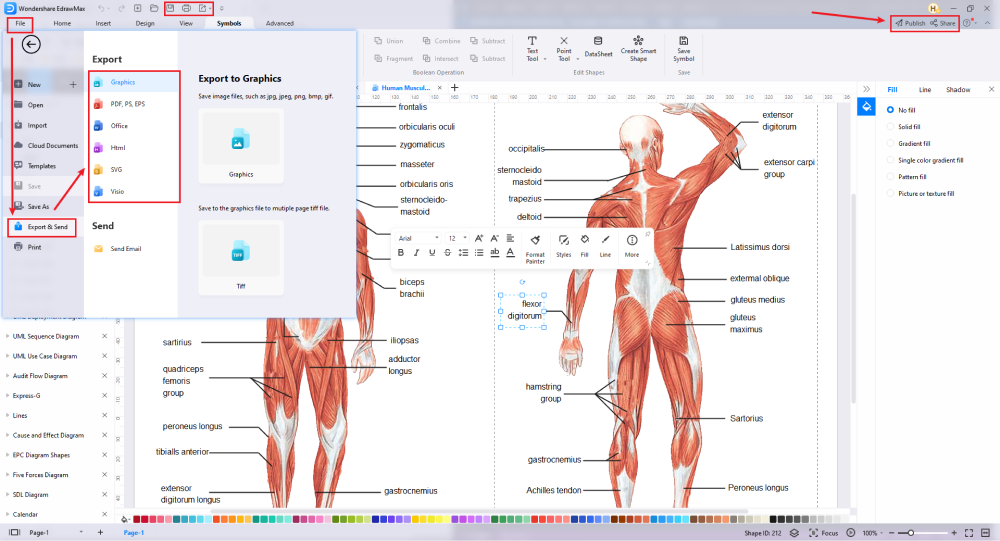 Blank Human Body Diagram, EdrawMax