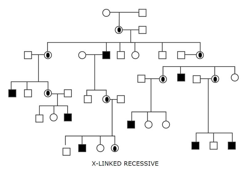 family genogram