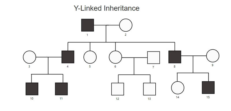 Y-gebundenes Genogramm