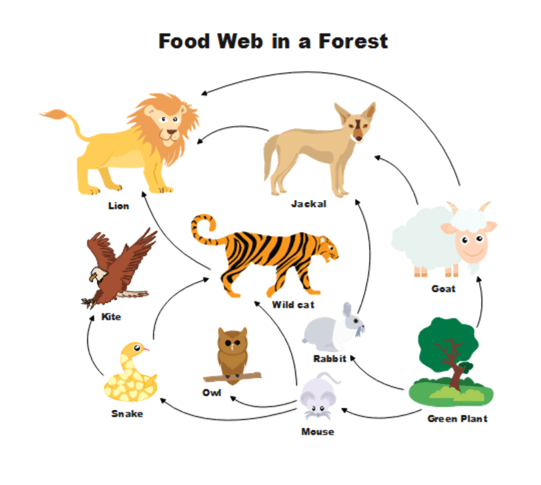 diagramma della rete alimentare
