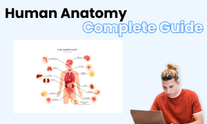 human anatomy image