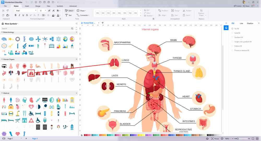 Wie man die menschliche Anatomie in EdrawMax zeichnet