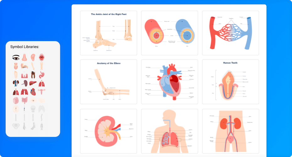 Blank Human Body Diagram, EdrawMax