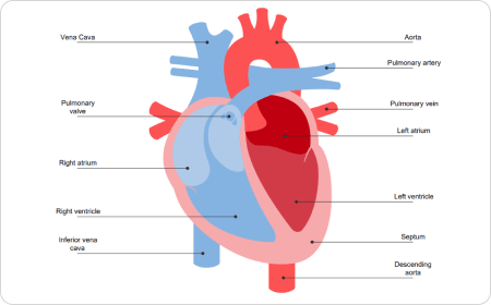 Diagramma del cuore umano