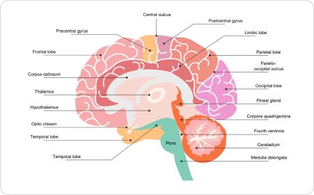 Diagramm des menschlichen Gehirns