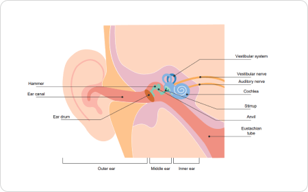 Diagramm des menschlichen Ohrs