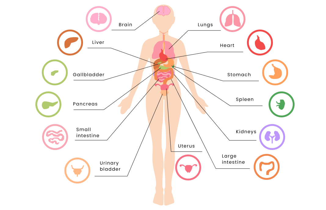 Diagramm-Maker für menschliche Organe