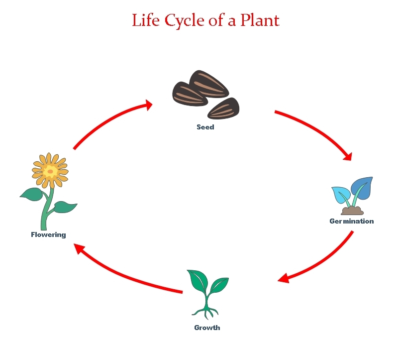 Diagramm des Lebenszyklus einer Pflanze