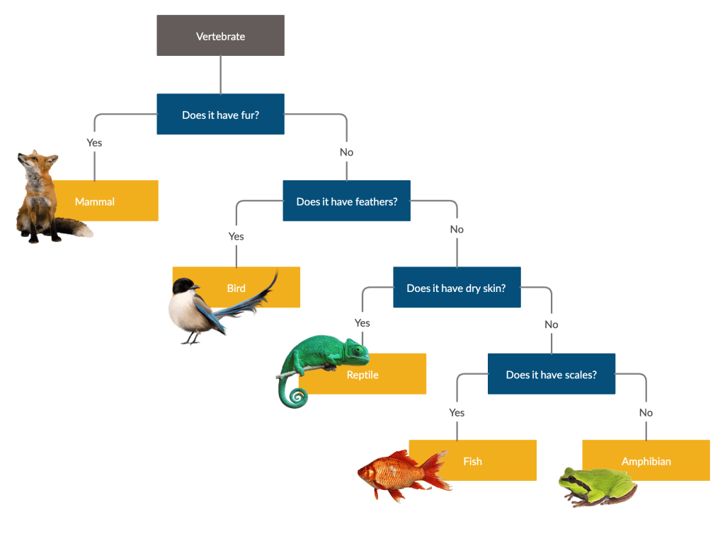 Create A Dichotomous Key