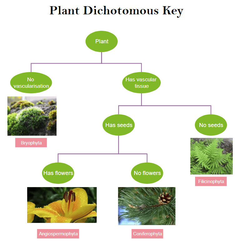 Plant Dichotomous Key Worksheets