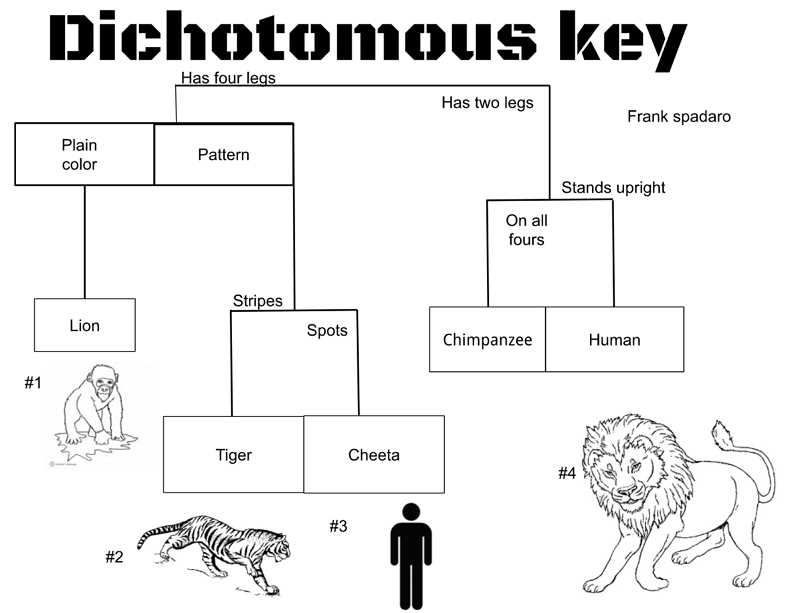 Dichotomous Key Maker, Dichotomous Key Examples