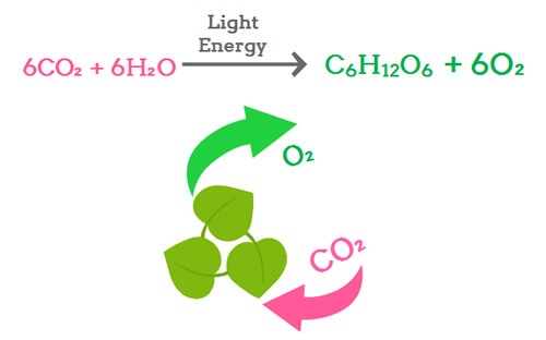 Equation for Photosynthesis Concept