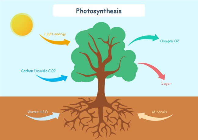 modelo de fotossíntese