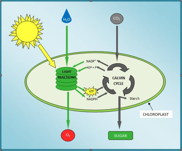 Photosynthese-Vorlage