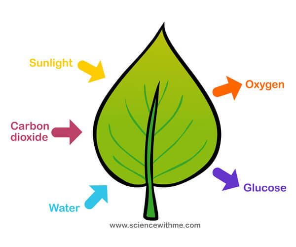 simple photosynthesis diagram