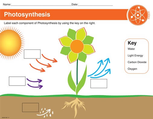 photosynthesis template