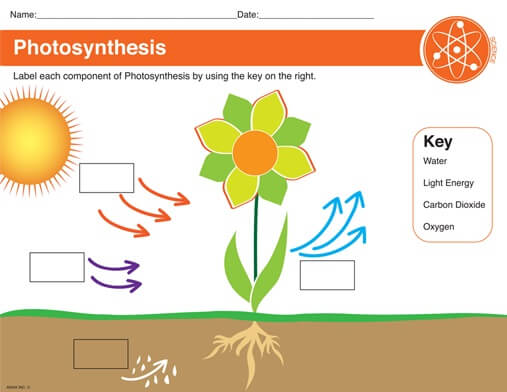 simple photosynthesis diagram