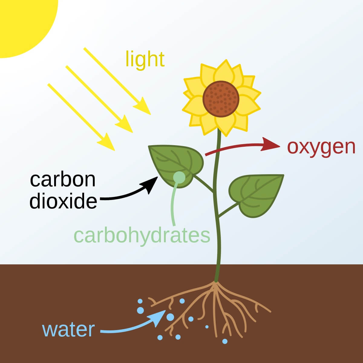 fotosíntesisis
