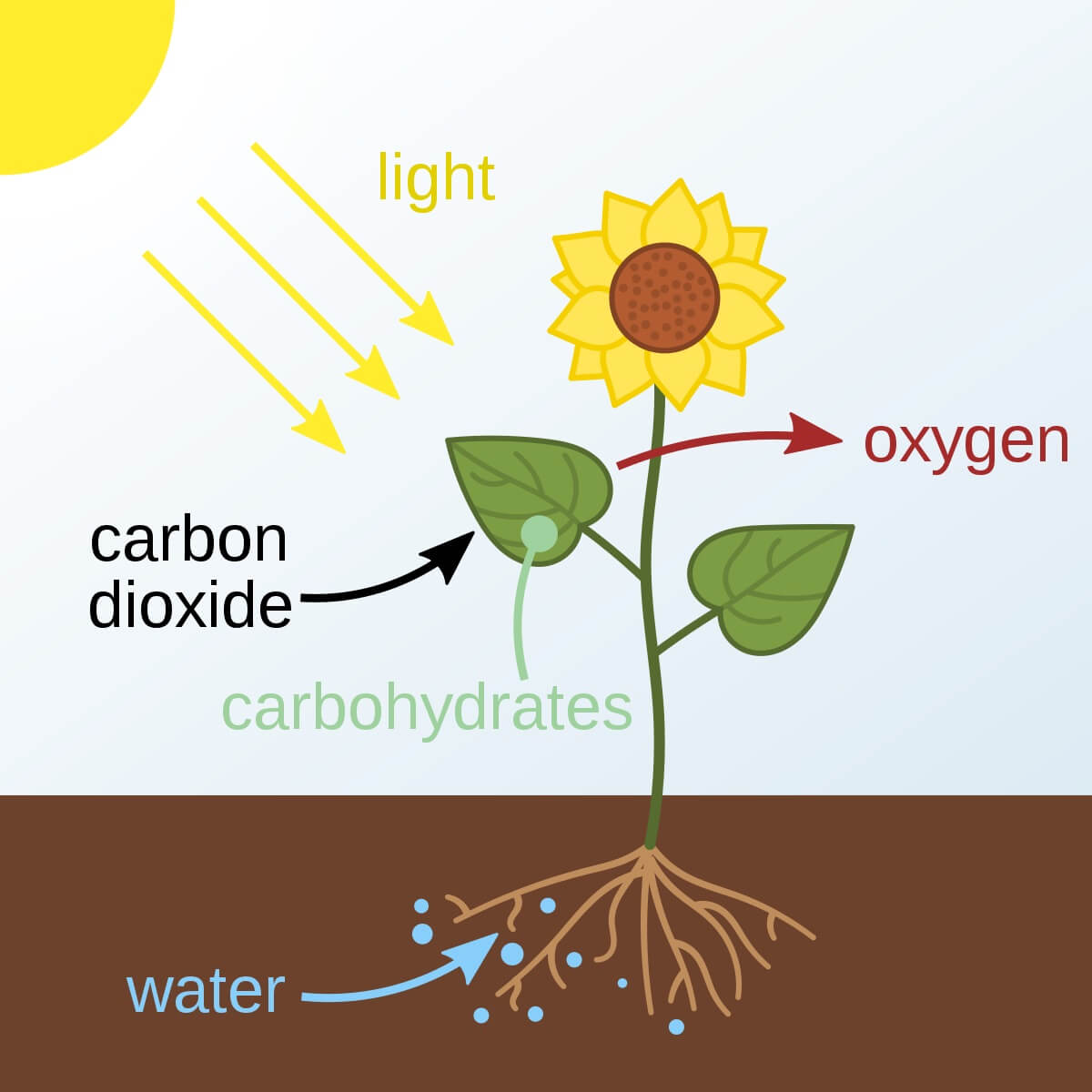 Photosynthesis Diagram Process Of Energy Transformation Edraw