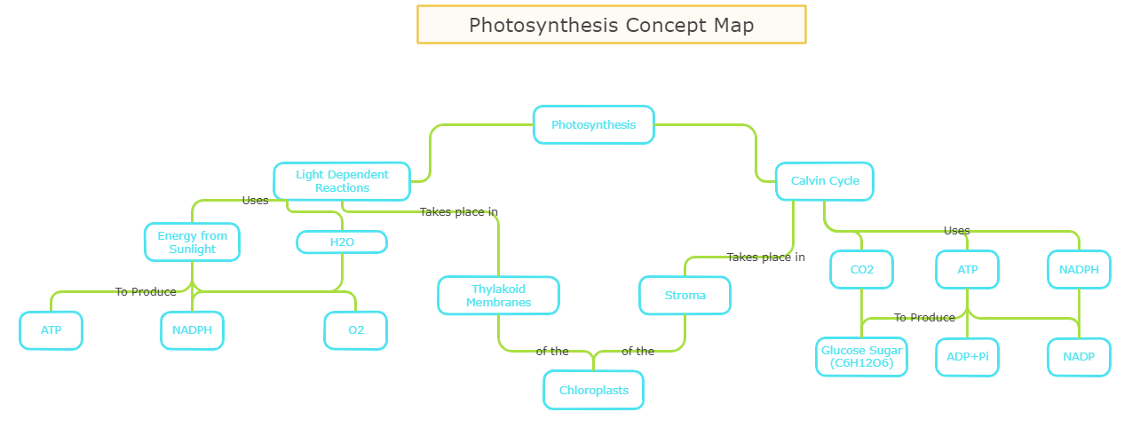 Photosynthesis Process Map