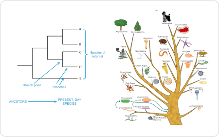 Beispiel für einen phylogenetischen Baum