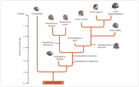 Human Phylogenetic Tree