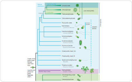 Phylogenetischer Baum der Pflanzen