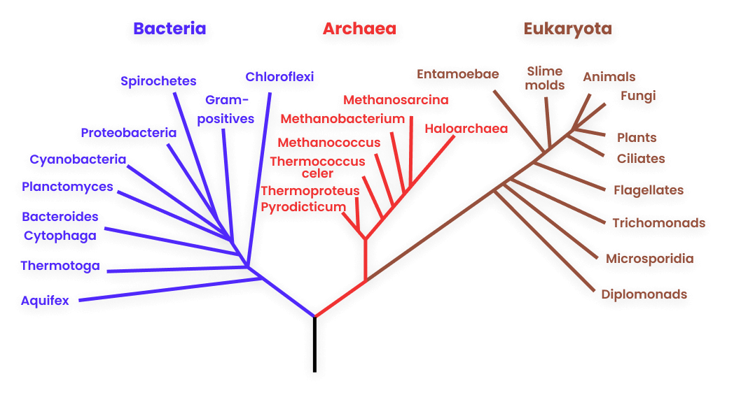 creador de árboles filogenéticos