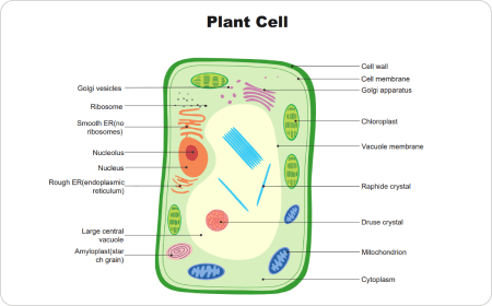 Biology Sketch