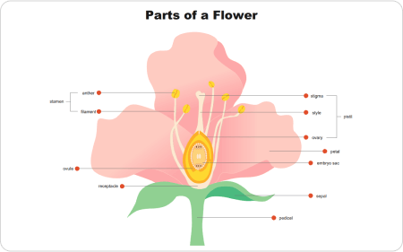Wissenschaftliche Blumenzeichnung